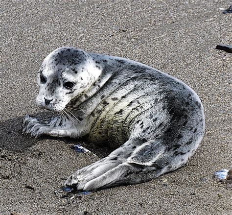 harbor seal newborn baby